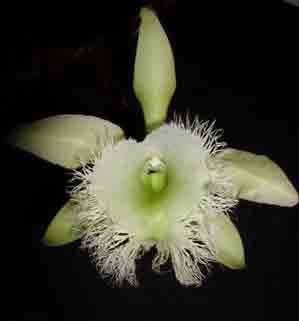 Rhyncholaelia digbyana <br />Bot. Syn. Brassavola digbyana