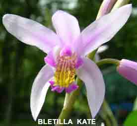 Bletilla Kate    1698H