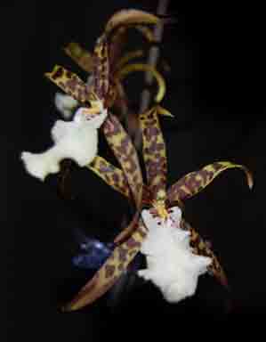 Brassidium Mark Rehfield 'Dragon Wings'  1689H