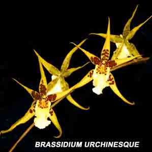 Brassidium Urchinesque 'Shorty'  1691H