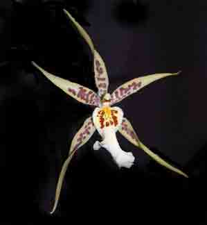 Maclellanara Yellow Star