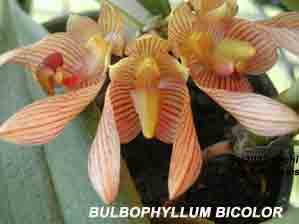 <b>Photo of Bulbophyllum bicolor </b> 