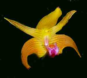 Bulbophyllum claptonense
