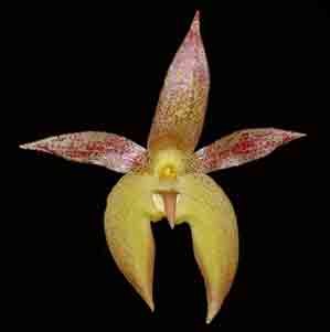 Bulbo Stella Mizuta   1752H