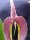 Bulbophyllum masdevalliacium (blumei)   386A