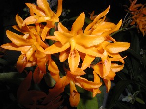 Cattleya aurantiaca