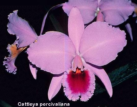 Cattleya percivaliana 522S