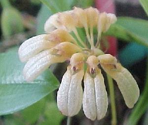 Cirrhopetalum auratum 486