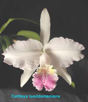 Cattleya lueddemanniana 155S