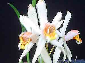 Coelogyne viscosa   413S
