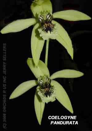 Coelogyne pandurata   662S