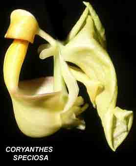 Coryanthes speciosa    578S