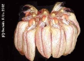 Bulbophyllum sikkimensis   9991