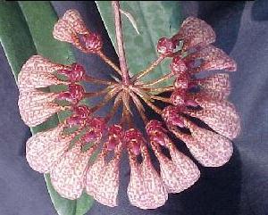 Bulbophyllum longiflorum 794S