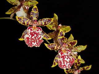 Odontocidium Wildcat 'Oscelot' 1183H