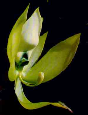 Cycnoches chlorochilon