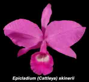 Cattleya skinnerii  37S