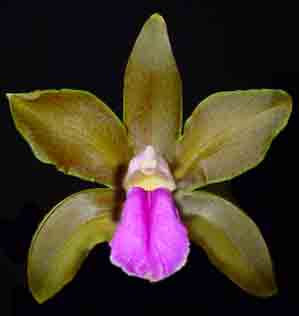 Cattleya bicolor   117S