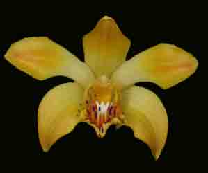 Chysis laevis