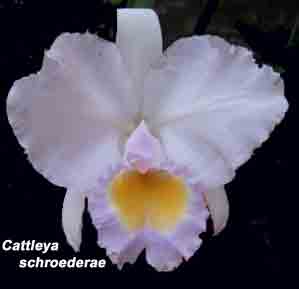 Cattleya schroederae