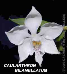 Caularthron bilamellatum 547s