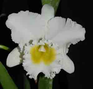 Blc Burdekin Wonder