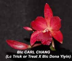 Blc Carl Chang    1458H