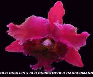 Blc Chia Lin x Slc Christopher Hausermann 1671H