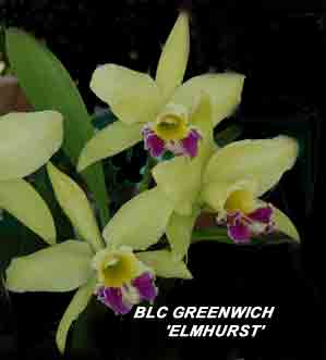 Blc.( Acapana x Greenwich)  <br />x Blc. Caroline Cameron