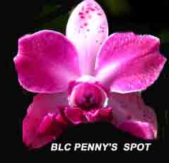 RSC Penny's Spot    1694H