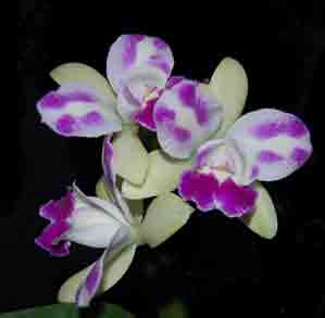 Blc Yen Corona   0019POH
