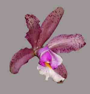 Cattleya Brabantiae  932H
