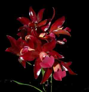 C. Chocolate Drop 'Kodama' AM/AOS CHS165