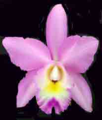 Cattleya Angel Love   1673H