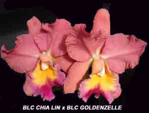 Blc (Goldenzelle  X Chia Lin ) 1672H