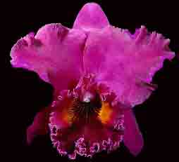 Blc Lake Murray 'Mendenhall' AM/AOS 1724H