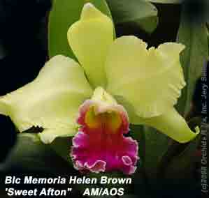 Blc Memoria Helen Brown 'Sweet Afton'  AM/AOS  864H