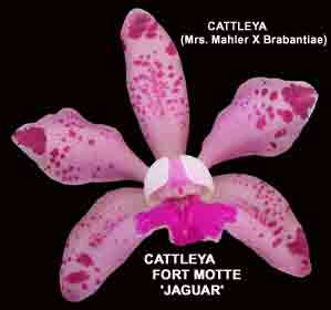 Cattleya Fort Motte 'Jaguar' 1052HJ