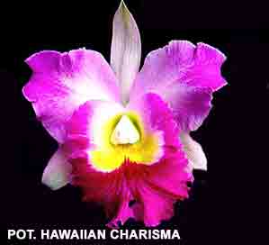 Pot. Hawaiian Charisma <br> (Pot. Hisako Atatsuka X Lc. Memoria. Robert Strait )  1674H