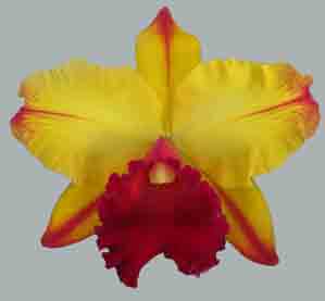 Blc Toshie Aoki 'Pizazz' AM/AOS   215H
