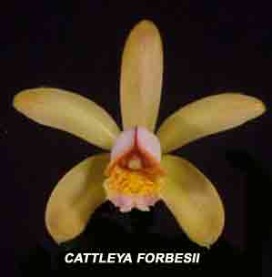 Cattleya forbesii