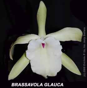 Brassavola glauca 380B