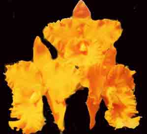 Rsc. Goldenzelle 'Orange Pumpkin'