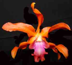 Pot Orange Rocket <br /> X Schomburgkia undulata