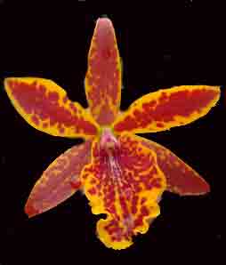Gpd Volcano Trick 'Orange Glow'           0027POH