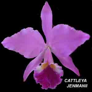 Cattleya jenmanii   381S