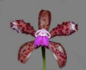 Cattleya leopoldii  250S