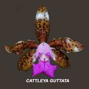 Cattleya guttata