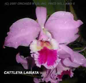 Cattleya labiata  519B