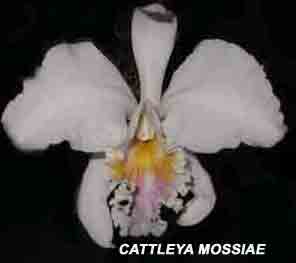 Cattleya mossiae  294S